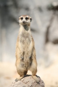 "Maverick Meerkat" ... Suricate ! Tel est le nom retenu par Mark Shuttleworth pour le futur Ubuntu 10.10