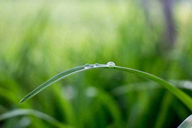 Photographie couleur vert