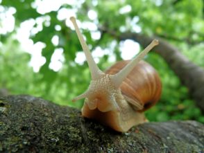 escargot