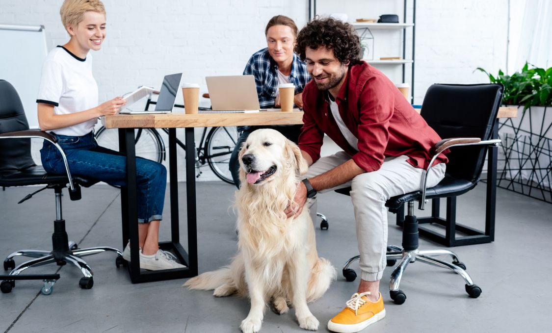 Les animaux au bureau