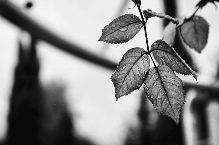 Feuille en noir en blanc