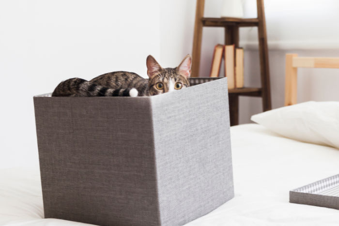 chat de Schrödinger et stratégie marketing