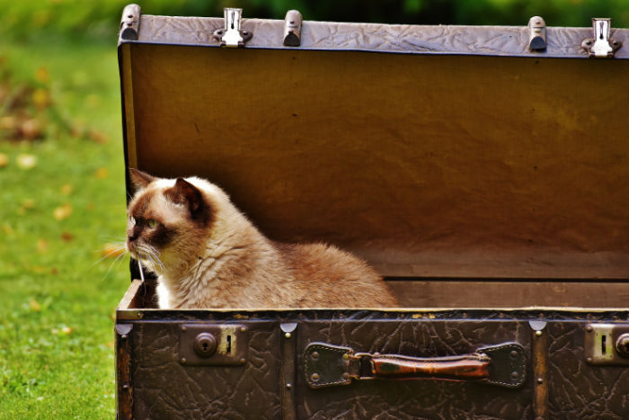 chat de Schrödinger et stratégie marketing